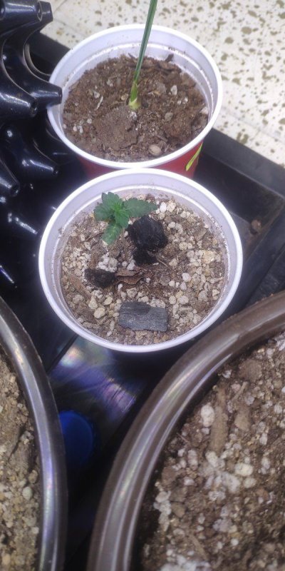 FoN:Apple fritter/trop cherry & Bloom seeds; gallows point with farmlite 240w LEDs organic medium with gaia green