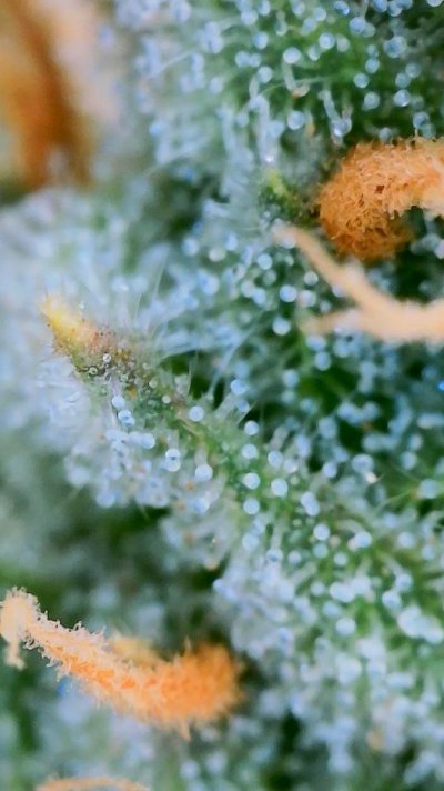 7-weeks-into-flower---ready-to-harvest-3.jpg