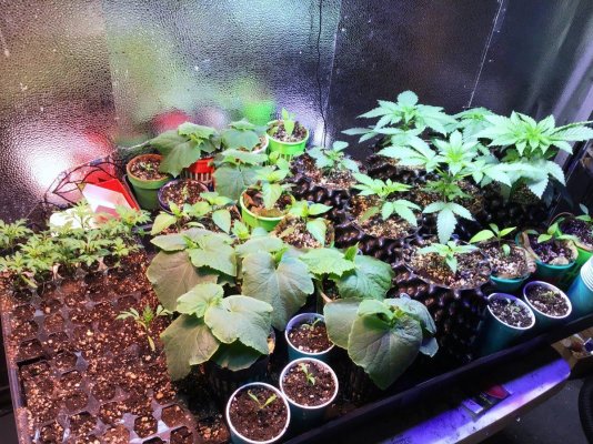 Farmin' the hot & sticky at Animal's house