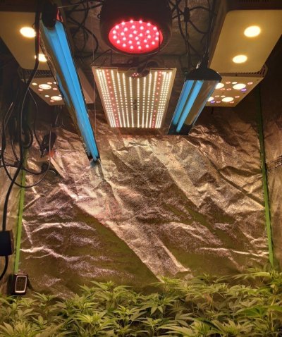 Do You Run UV Lights at Late Flowering?
