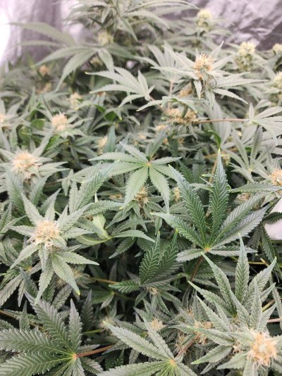 Grandmommy purple new grow journal
