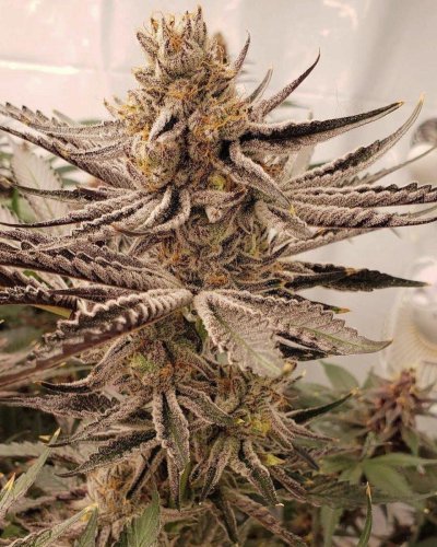 Zombie’s Ganja Garden of Happiness