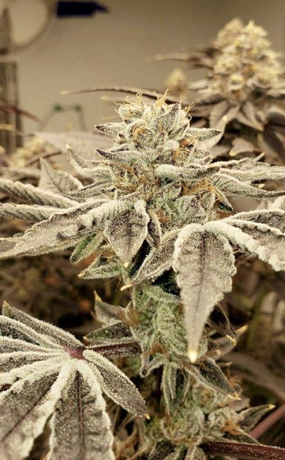 Zombie’s Ganja Garden of Happiness