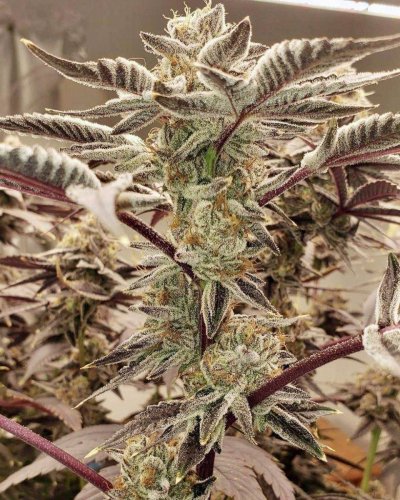 Zombie’s Ganja Garden of Happiness