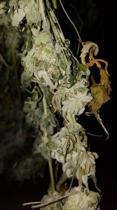 Zombie’s Ganja Garden of Happiness