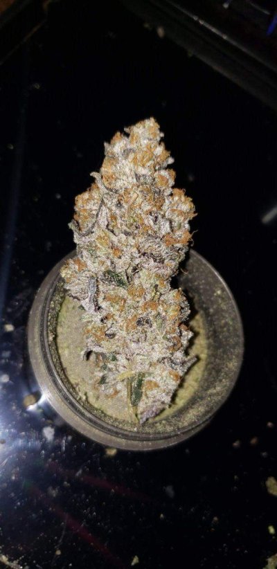 Zombie’s Ganja Garden of Happiness