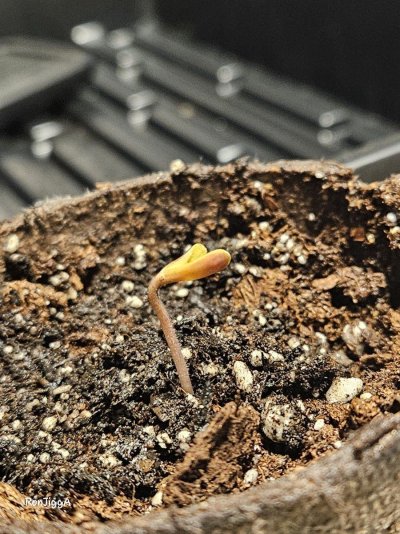 Growing on a tight budget.