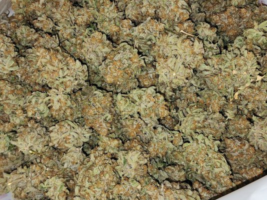 Freakshow cross ready for curing
