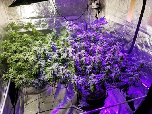 Triple Cut SCROG Log/Grow #2