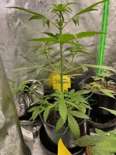 First grow-  5 weeks-autos-What do you think, so far?
