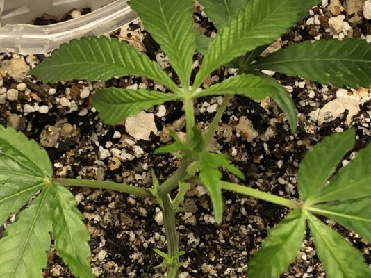 New grow area, my first dedicated space