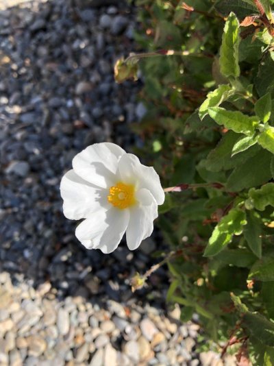 IMG_7302.jpeg