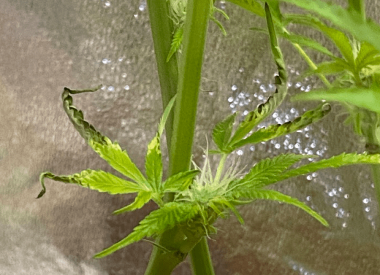Random blackening of new growth - flower week 5