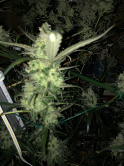 New grow area, my first dedicated space