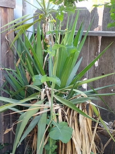 should-i-make-these-weeds-into-a-fpe-what-are-they.jpg
