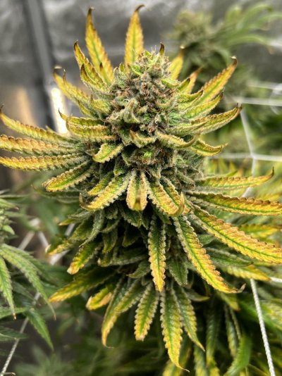 even-more-problems-in-flower---potassium-maybe-3.jpeg