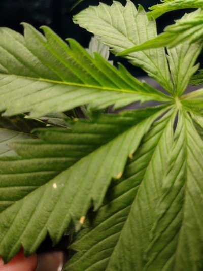 New to Forum and growing enjoying every minute of it so far