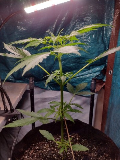 New to Forum and growing enjoying every minute of it so far