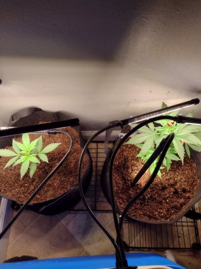 New to Forum and growing enjoying every minute of it so far