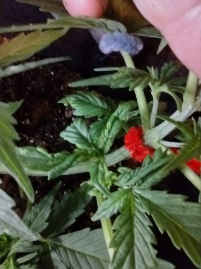 New to Forum and growing enjoying every minute of it so far