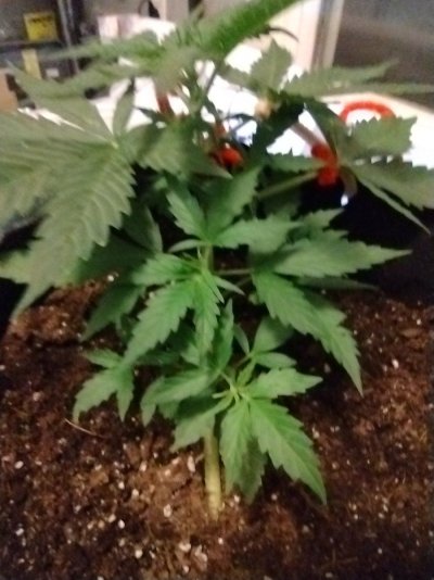 New to Forum and growing enjoying every minute of it so far