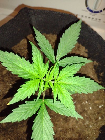 New to Forum and growing enjoying every minute of it so far