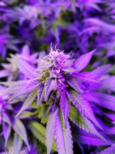 Triple Cut SCROG Log/Grow #2
