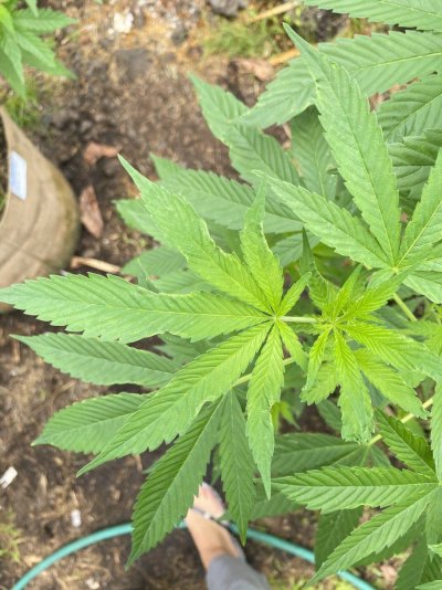 damaged-leaves-seem-to-be-growing-deformed-please-help-2.jpeg