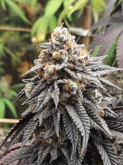 Let's See Your Frostiest Flowers