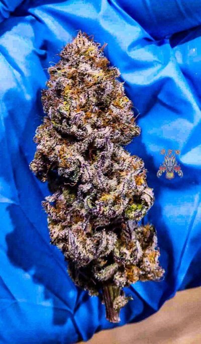 Let's See Your Frostiest Flowers