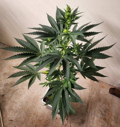 Dragons Flame Genetics - 2023 Breeder Log