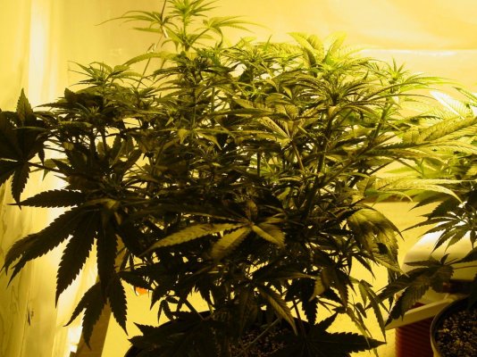 Querkle Flower 14 002.JPG