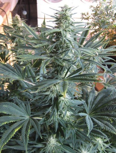 16.C-CDXCT-06.23.11.jpg