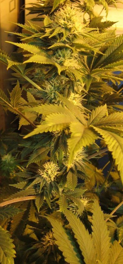 California Cannetics Grow Journal Sonoma Black Dawg