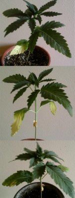 new-growth-help-solve-a-problem-please.jpg