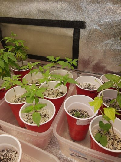 New Lights, New Grow. XS1500 PRO x2 PURPLE PUNCH