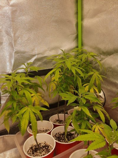 New Lights, New Grow. XS1500 PRO x2 PURPLE PUNCH