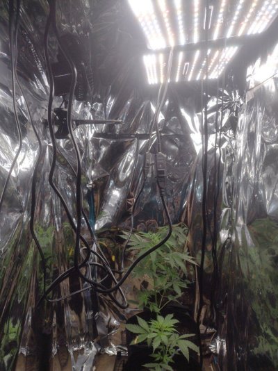 My improved homemade grow tent.