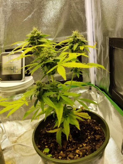 Rootsruler running the ViparSpectra XS1500Pro light in a 2x2