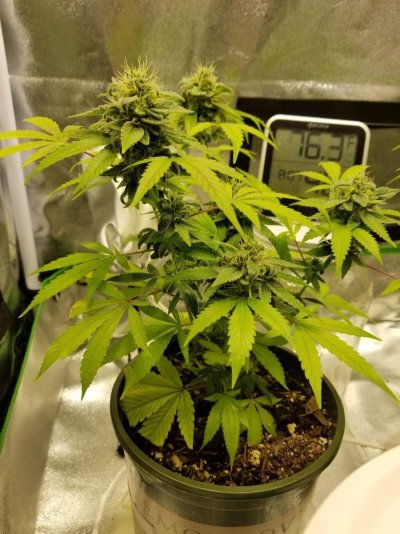 Rootsruler running the ViparSpectra XS1500Pro light in a 2x2