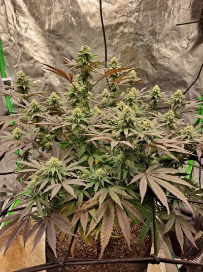 Bag seed from Georgia Pie