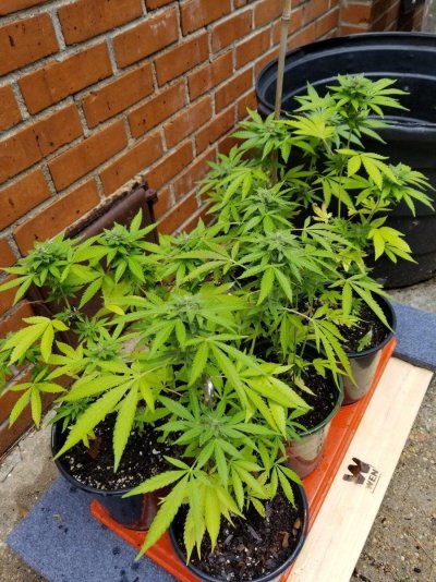 Oh boy, here we go.....my 1st grow in nearly 30 years