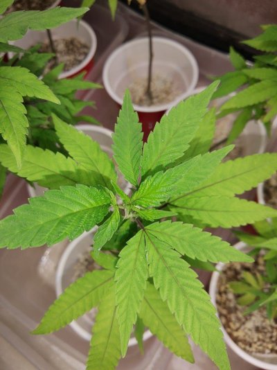 New Lights, New Grow. XS1500 PRO x2 PURPLE PUNCH