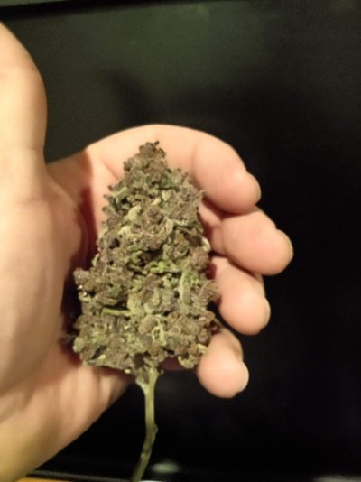 Let's See Your Frostiest Flowers