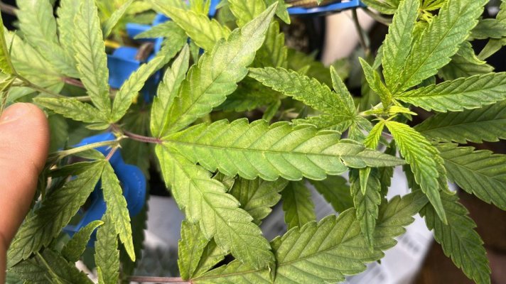 Trouble in paradise: Planet of the Grapes clone showing deficiencies