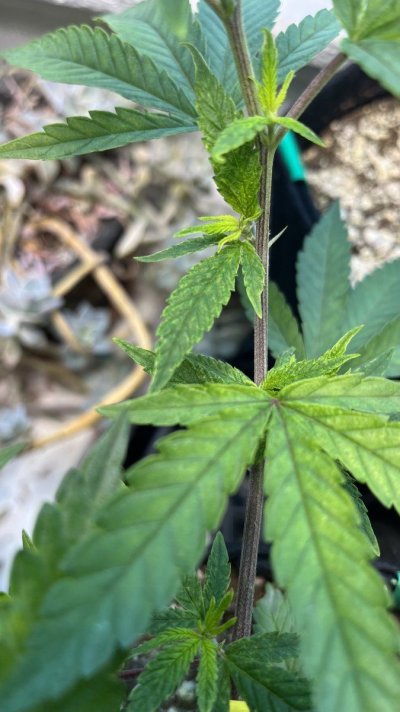 Trouble in paradise: Planet of the Grapes clone showing deficiencies