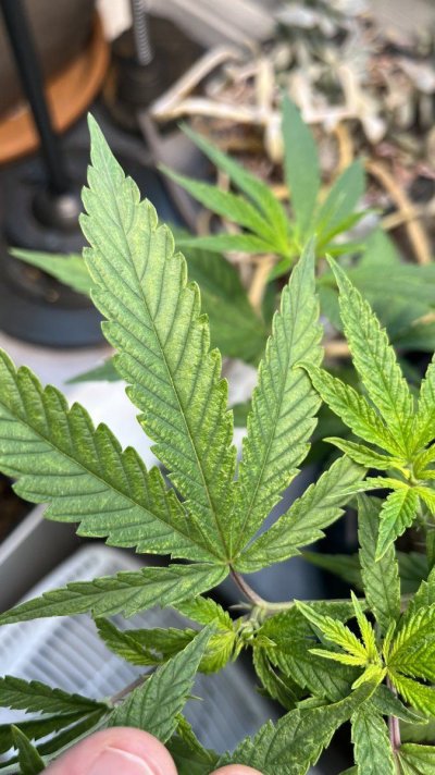 Trouble in paradise: Planet of the Grapes clone showing deficiencies