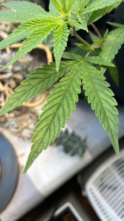 Trouble in paradise: Planet of the Grapes clone showing deficiencies