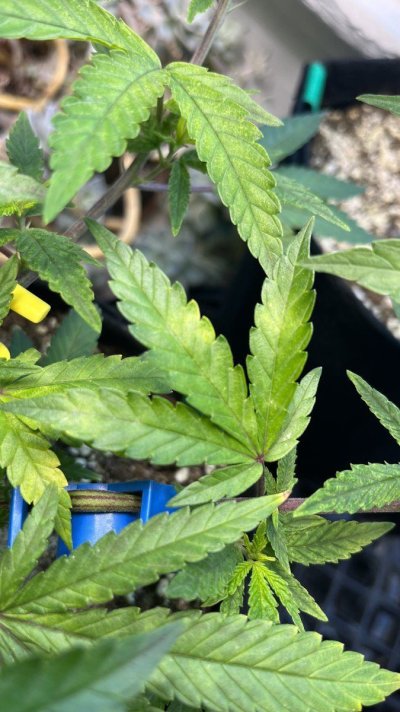 Trouble in paradise: Planet of the Grapes clone showing deficiencies