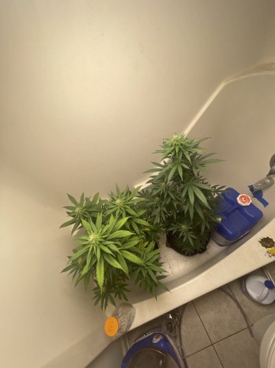 IMG_2043.jpeg